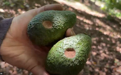 Avocado pests that leave the avocado pulp untouched.