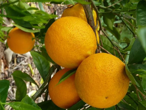 What Are Valencia Oranges?