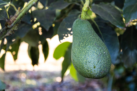 24 Large Fuerte Avocados - Fresh From the Farm