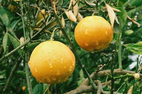 Medium Box of California White Grapefruit (5 - 7 in a box, size varies)