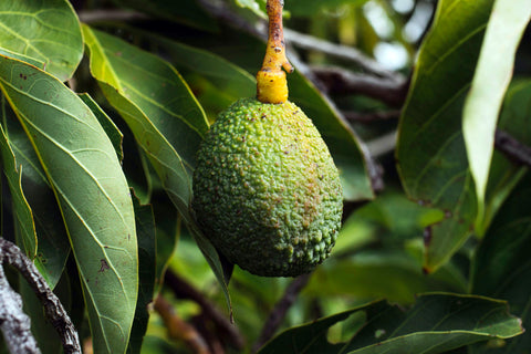 24 Large Hass Avocados - Fresh from the farm