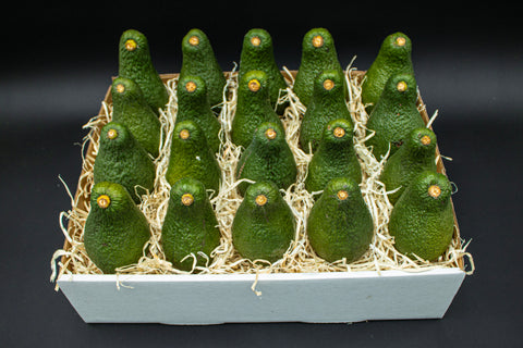 24 Large Pinkerton Avocados - A spring time deuce