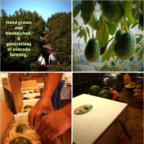 Mexicola and Hass - Two Varieties of Avocados (limited supply)