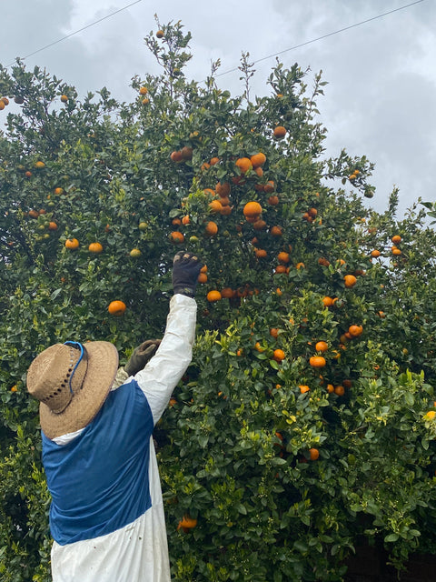 Citrus Subscription  - Medium Box (approximately 10-20 fruits, size varies depending on season)