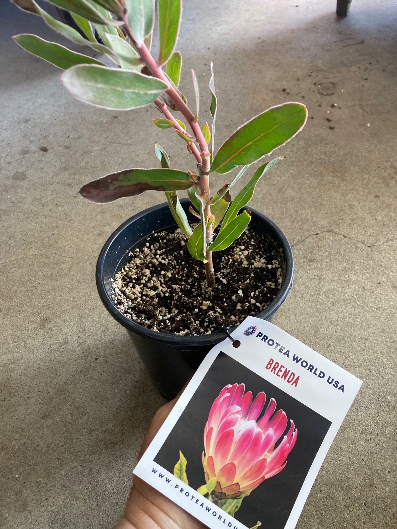 protea house plant Brenda Protea Plant – California Avocados Direct