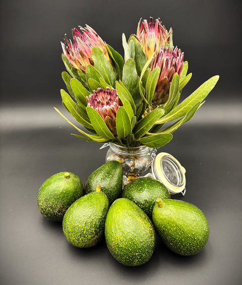 Protea Flowers, 4 Stems and 6 Avocados