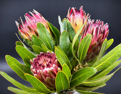 Protea Flowers, 4 Stems and 6 Avocados