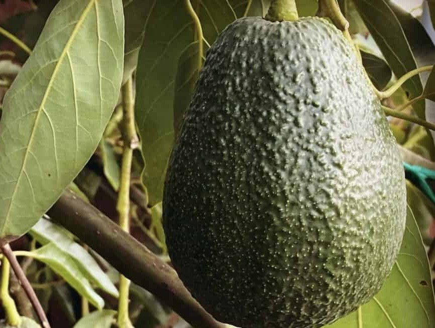Fresh Lamb Hass Avocados | Premium Pack of Six – California