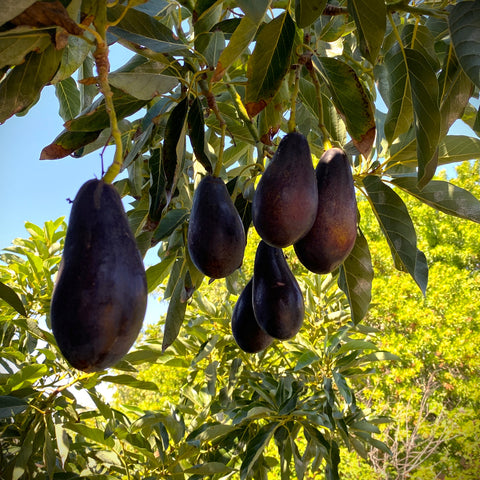 Mexicola and Reed - Two Varieties of Avocados