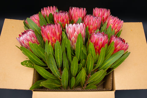 Protea Flowers, 12 Stems