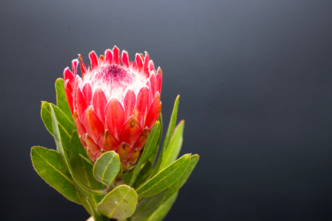 Protea Flowers, 12 Stems