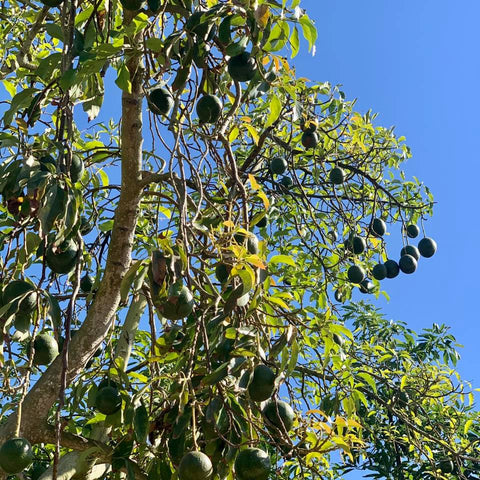 Mexicola and Reed - Two Varieties of Avocados