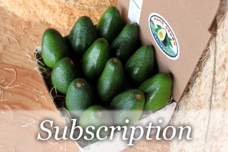 Monthly Subscription - 12 Large Avocados - Monthly Dozen