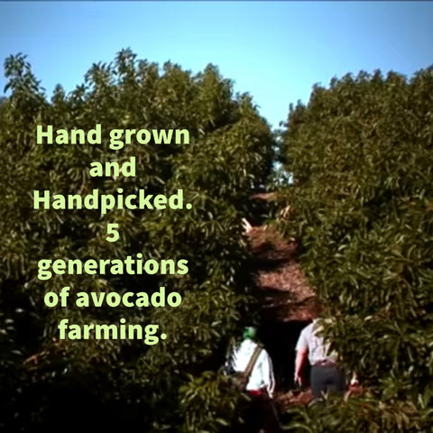 24 Large Pinkerton Avocados - A spring time deuce