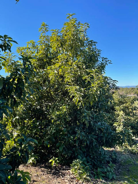 6 Pinkerton Avocados - A Spring Favorite