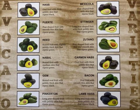 2-2-2 ETTINGER FUERTE BACON Thin Skin Sampler - 3 Varieties of California Winter Avocados