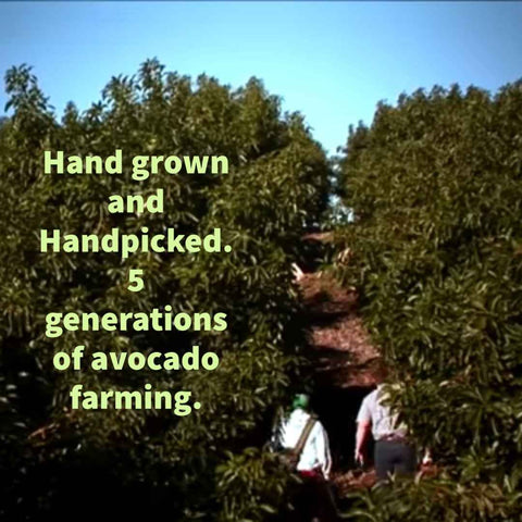 two men walking through avocado orchard