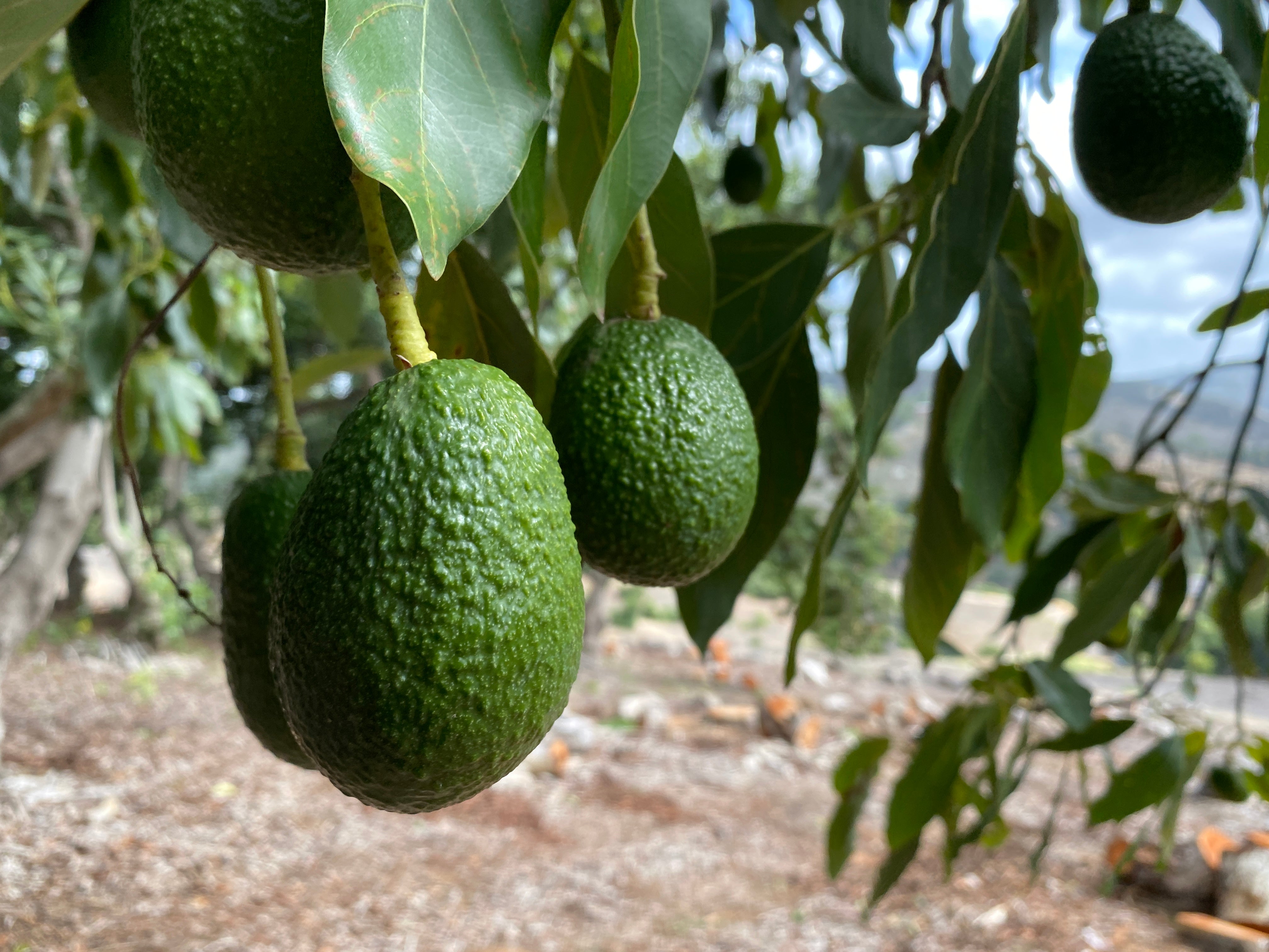 The new crop of California Avocados is just around the corner ...