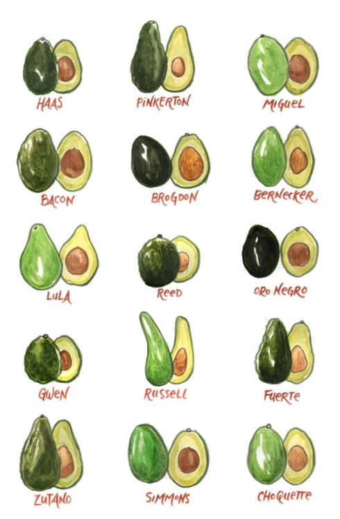 Avocado Varieties – California Avocados Direct