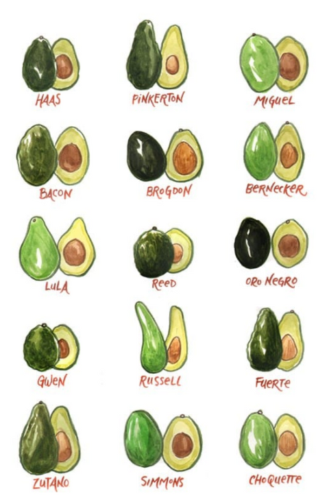 Avocado Varieties