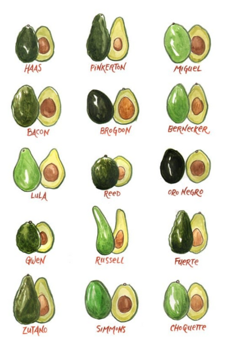 Avocado Varieties