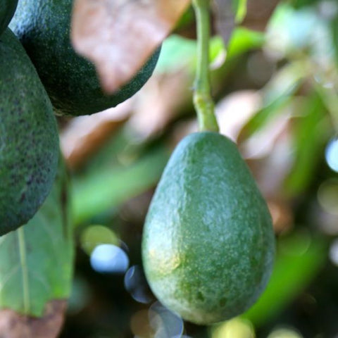 All about the amazing Fuerte Avocado