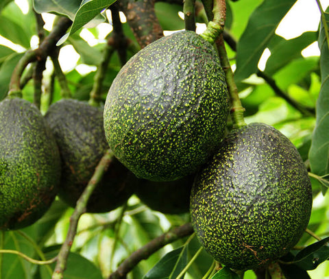 Spring Time! AVOCADO TYPES AND VARIETIES, Gem, Carmen Hass, Pinkerton...