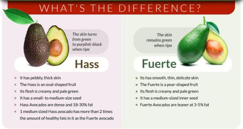 fuerte vs hass avocados