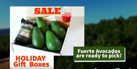 California Fuerte avocados straight from our farm to you.