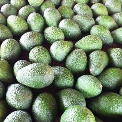 The Accidental History of the Hass Avocado - By Daniel Ganninger