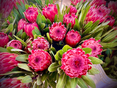 African Protea, an ancient flower