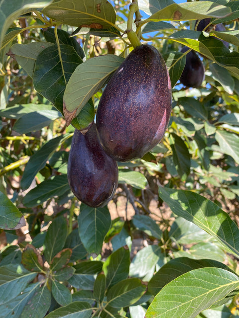 Try a Mexicola Avocado with The Weird Explorer