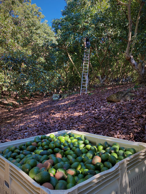 California Fuerte avocado season is almost over.