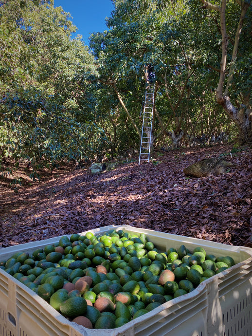 California Fuerte avocado season is almost over.