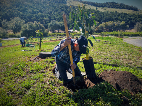 Every 50 years or so, an old avocado grove is stumped and a new grove is planted.