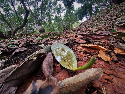 Rain, rain, rain! Avocado growers love rain. by Mimi Avocado