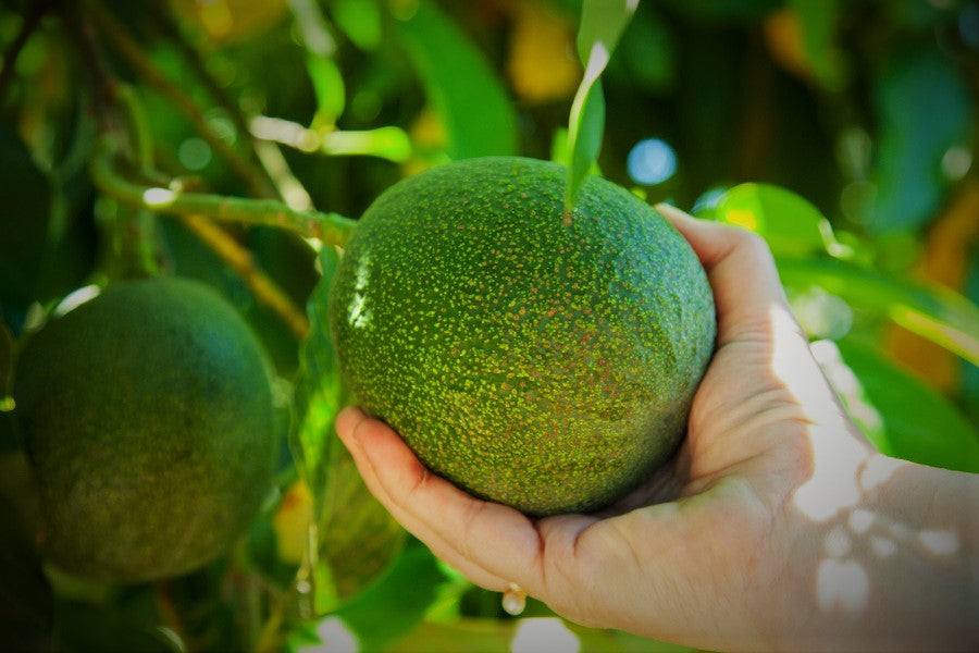 The Reed Avocado a profile by Greg Alder California Avocados Direct