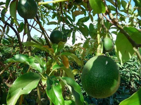 Reed Avocados hanging in a tree