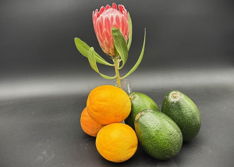 PROTEA AVOCADO VALENCIA, 1 Stems and 3 Avocados, 3 Valencia Oranges