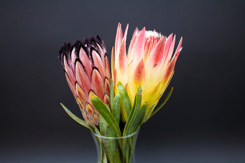 PROTEA AVOCADO - 2 Protea Stems and 4 Avocados