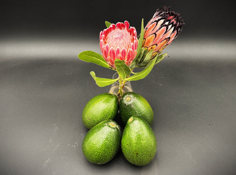 Four green avocados with a pink protea flower on a gray background