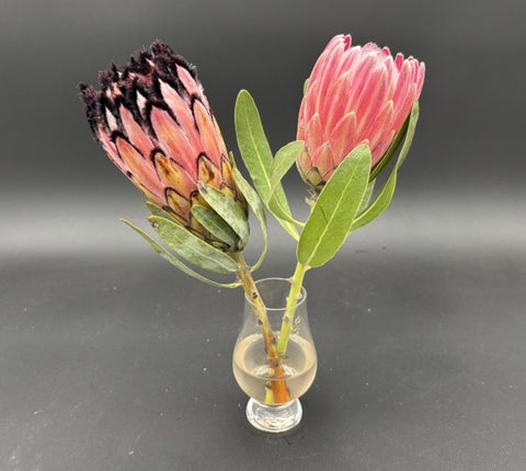 Two protea flowers in a small glass vase on a dark background