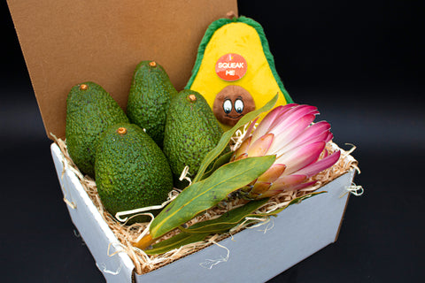 Protea Fun Box - 1 Stem, 4 Avocados, 1 Avocado Squeeze Toy