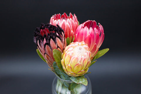 Protea Flowers, 4 Stems