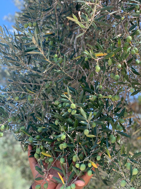 🇵🇸 Rumi (PALESTINE) Extra Virgin Olive Oil