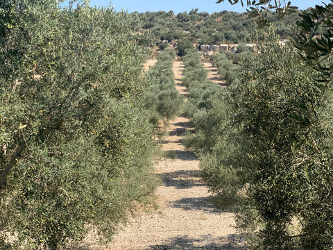 🇵🇸 Rumi (PALESTINE) Extra Virgin Olive Oil