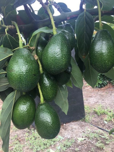 6 Large Bacon Avocados - California Classic