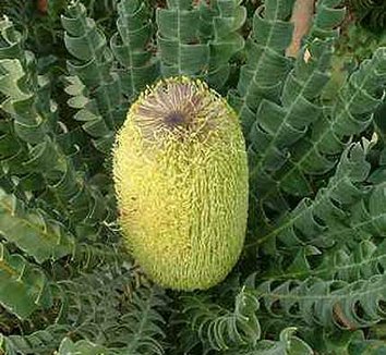 FLASH SALE! Assorted Protea Flower Stems