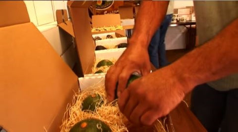 5 Reed Avocados - A large avocado with bold flavor