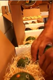 6 Lamb Hass Avocados